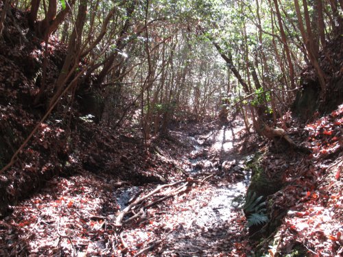 登山道